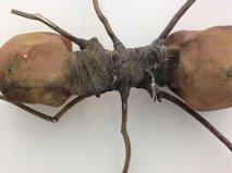 Here's a close up of one of the many ants. The legs are made from twigs and there is a type of gauze wrapped around each ant.